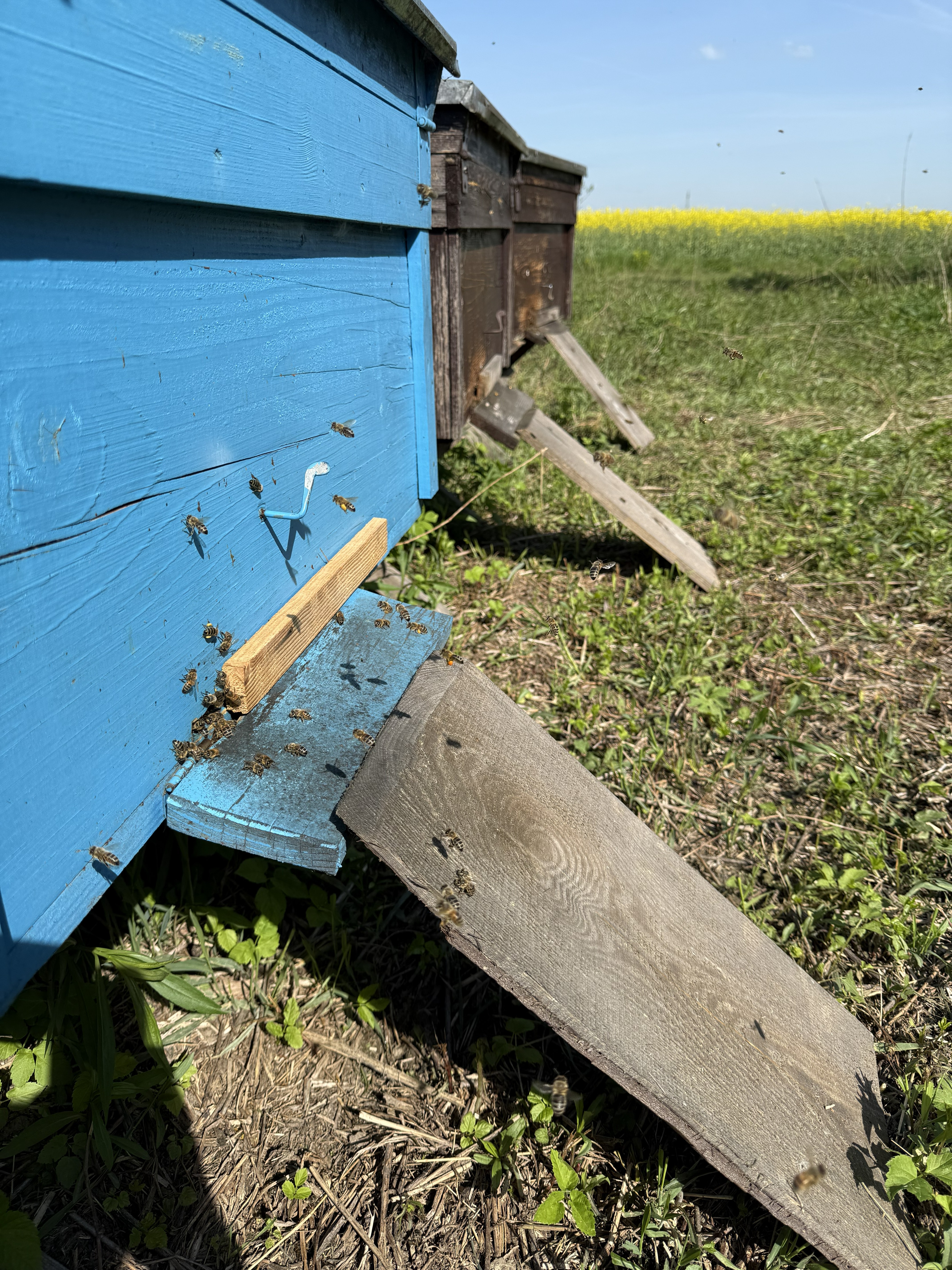 Nasze ule - Pasieka Rodzinna